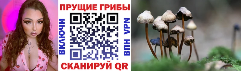 что такое наркотик  Баксан  маркетплейс клад  Псилоцибиновые грибы Cubensis 